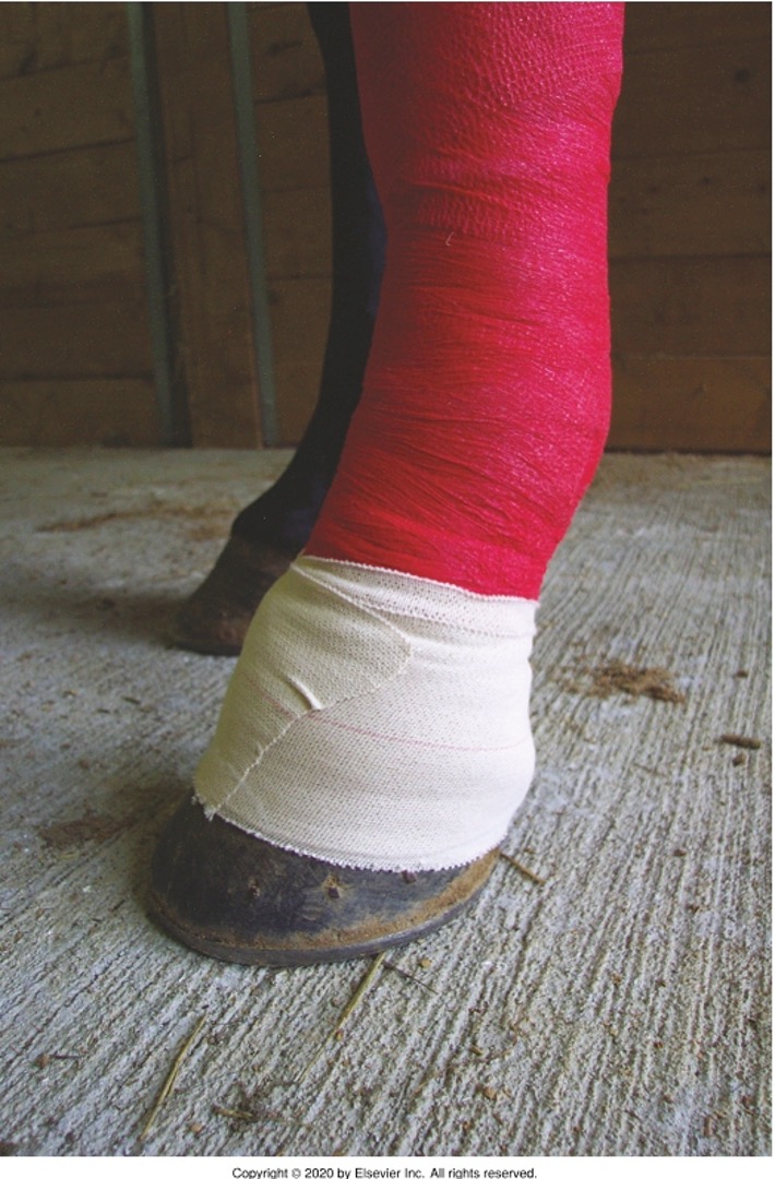 <ul><li><p><strong>Prevent slippage</strong></p></li><li><p>Prevent bedding and debris from entering the bandage</p></li><li><p>Finishing can be applied to top, bottom or both</p></li><li><p>Elastic adhesive tape (Elastikon usually)</p></li><li><p>Wrapped 2-3 times around the bandage, overlapping the bandage and adjacent skin or hoof wall</p></li><li><p><strong>Should NOT apply compression</strong></p></li></ul><p></p>