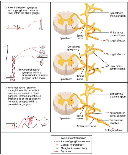 <ul><li><p>rami- connections between spinal nerve and a ganglion of the sympathetic trunk</p></li><li><p>White ramus-</p><ul><li><p>contains myelinated axon of the preganglionic neuron </p></li></ul></li><li><p>Gray ramus</p><ul><li><p>contains the unmyelinated postganglionic fiber</p></li></ul></li><li><p>note that some preganglionic fibers pass through the trunk and exit the ganglion as the splanchnic nerves</p></li><li><p>these preganglionic fibers synapse in the collateral ganglia</p></li></ul><p></p>