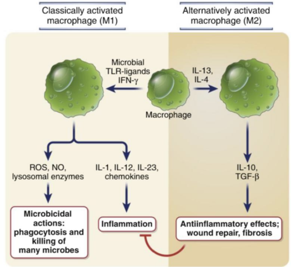 <p><strong>IL-4 and IL-13 </strong>(produced by Th2 cells) <strong>can induce an alternative anti-inflammatory macrophage activation state</strong> <strong><mark data-color="green" style="background-color: green; color: inherit;">and promote tissue repair </mark>via secretion of growth factors that act on fibroblasts to increase collagen synthesis and<mark data-color="green" style="background-color: green; color: inherit;"> induction of fibrosis.</mark></strong></p><img src="https://knowt-user-attachments.s3.amazonaws.com/3f671837-1610-4c45-a0fc-e3e55ee8cd9a.png" data-width="100%" data-align="center"><p></p>