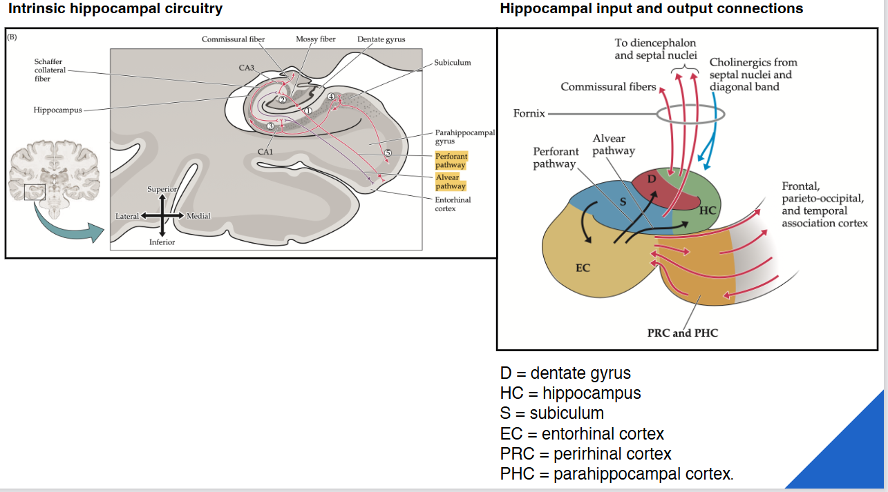 <ul><li><p>informatie van andere delen van cortex: komen eerst toe in entorhinale cortex → dan 2 pathways in hippocampale formatie zelf:</p><ul><li><p>perforerende pathway</p></li><li><p>directe pathway</p></li></ul></li></ul><p>→ informatie uiteindelijk in pyramidale cellen (CA1)</p><p>→ via CA1 info terug naar buiten, via entorhinale cortex of via andere weg: doorheen fornix naar corticale structuren</p><p></p>