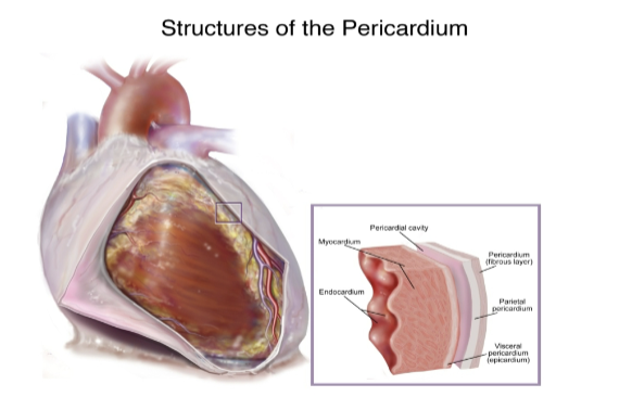<ul><li><p>Fibrous layer</p></li><li><p>Parietal layer</p></li><li><p>Space/cavity</p></li><li><p>Visceral layer (epicardium)</p></li><li><p>Myocardium (heart muscle)</p></li><li><p>Endocardium (inner layer, wall of heart chamber)</p></li></ul><p></p>