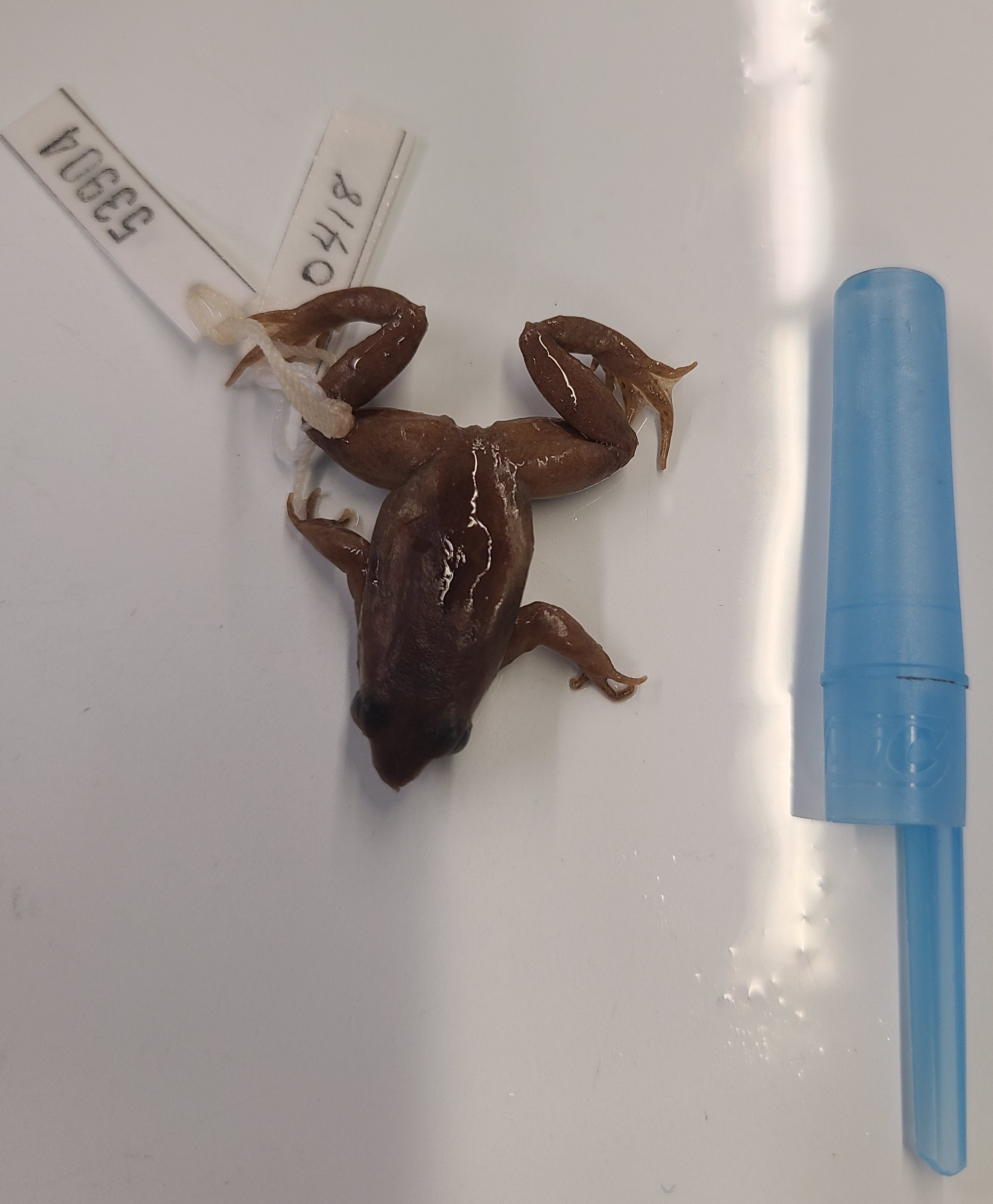 <p>Scientific name and distinguishing features</p>