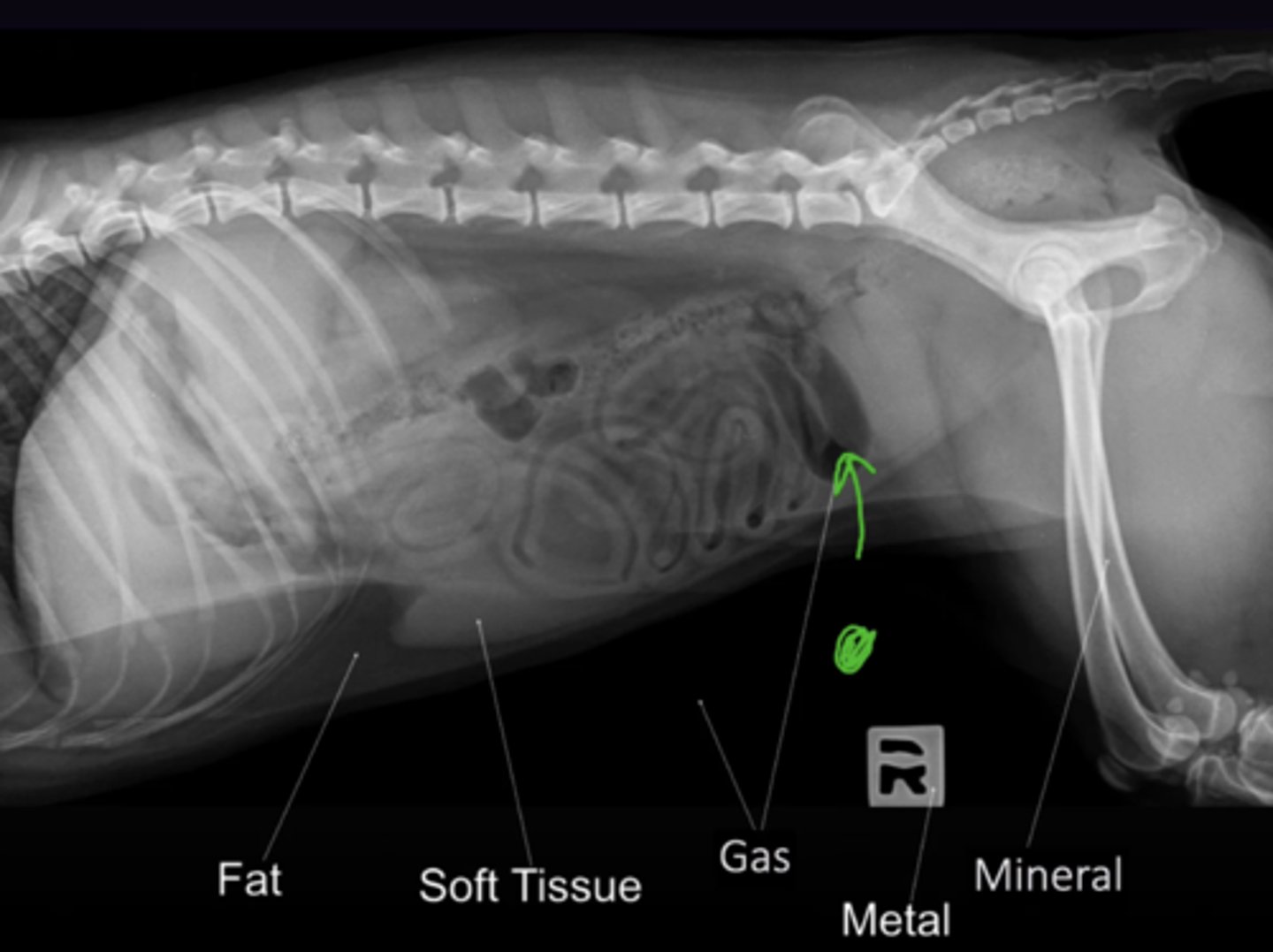 <p>Most Black → Most White:</p><p>Gas → Fat → Soft Tissue → Mineral → Metal</p>