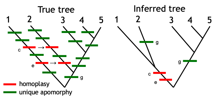 <p>When there is a </p><ul><li><p>High frequency of parallel, or </p></li><li><p>Convergent changes causing sequences (or other characters) to arrive at the same character state </p></li></ul><p>After extended periods or accelerated rates of evolution.</p><p></p>