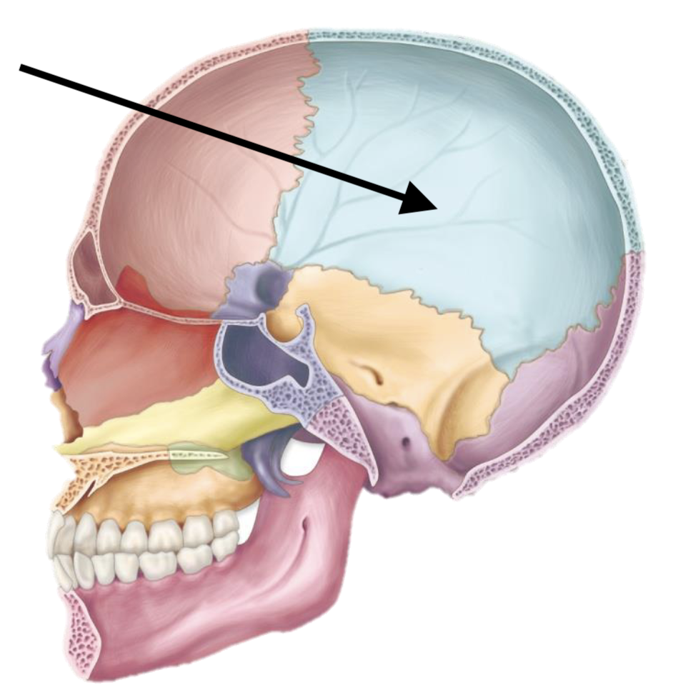 <p>Name the bone</p>