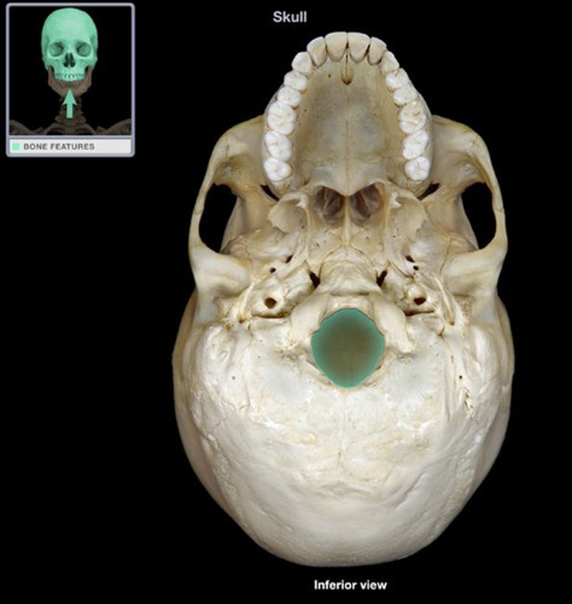 <p>cranial bones</p>