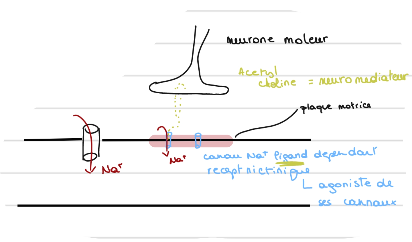 <p><code>Canaux</code></p><p class="has-focus">NA+ ligand dépendant</p><p class="has-focus"><em>recepteur nicotinique</em></p>