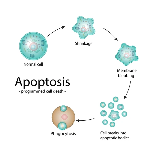 <ol><li><p>chromosomes condense, cytoplasm shrinks </p></li><li><p>nucleus becomes fragmented, bleb formations </p></li><li><p>apoptotic bodies are ingested by phagocytic cells </p></li></ol><p></p>