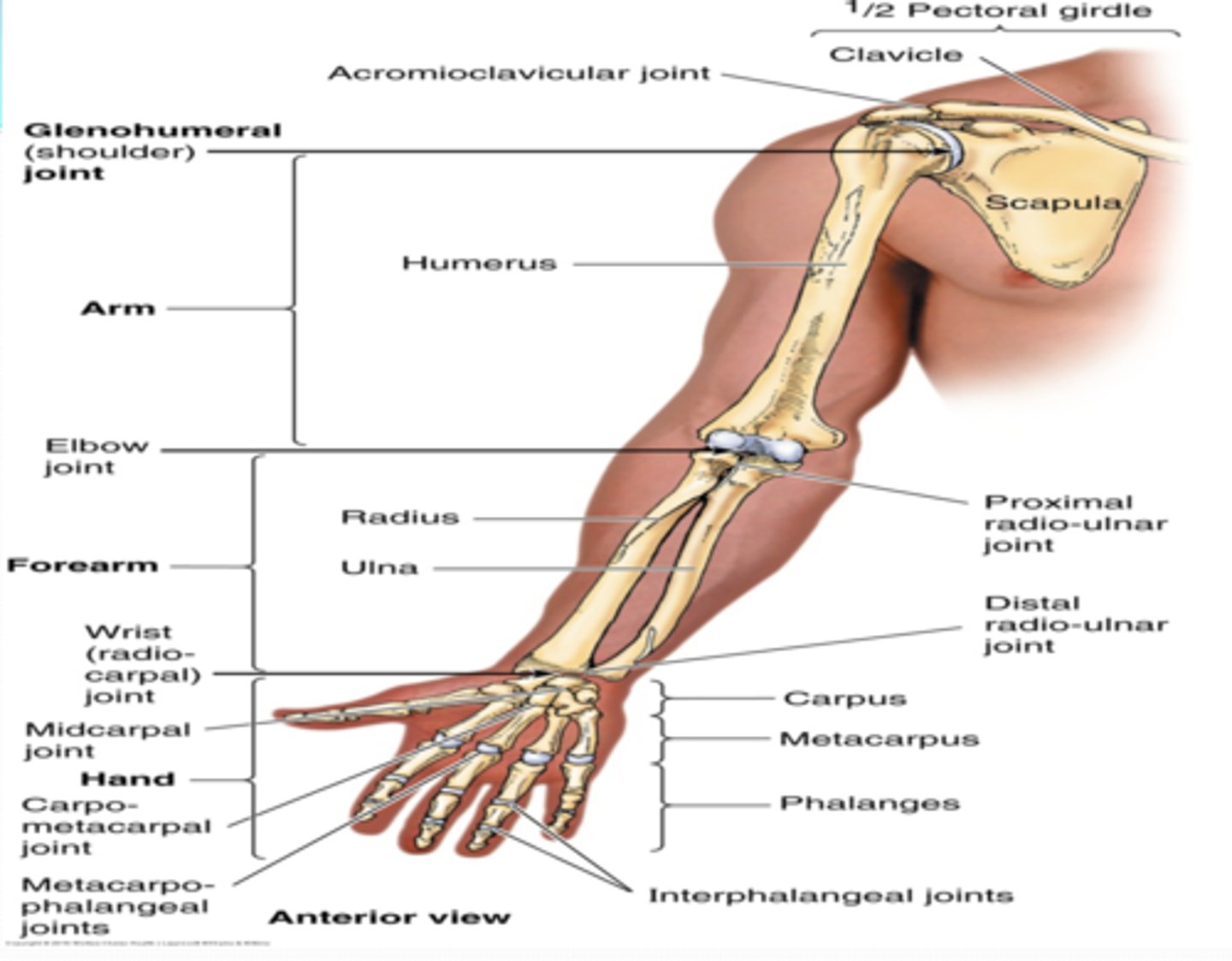 <p>-1st segment and longest part of the free UL (Upper Limb)</p><p>-Extends between and connects the shoulder and the elbow</p>