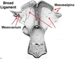 <p><em>*Broad Ligament Anatomy</em>*</p><p></p><p>-largest section of BL</p><p>- attaches to uterus and stretches as fetus grows</p><p></p>