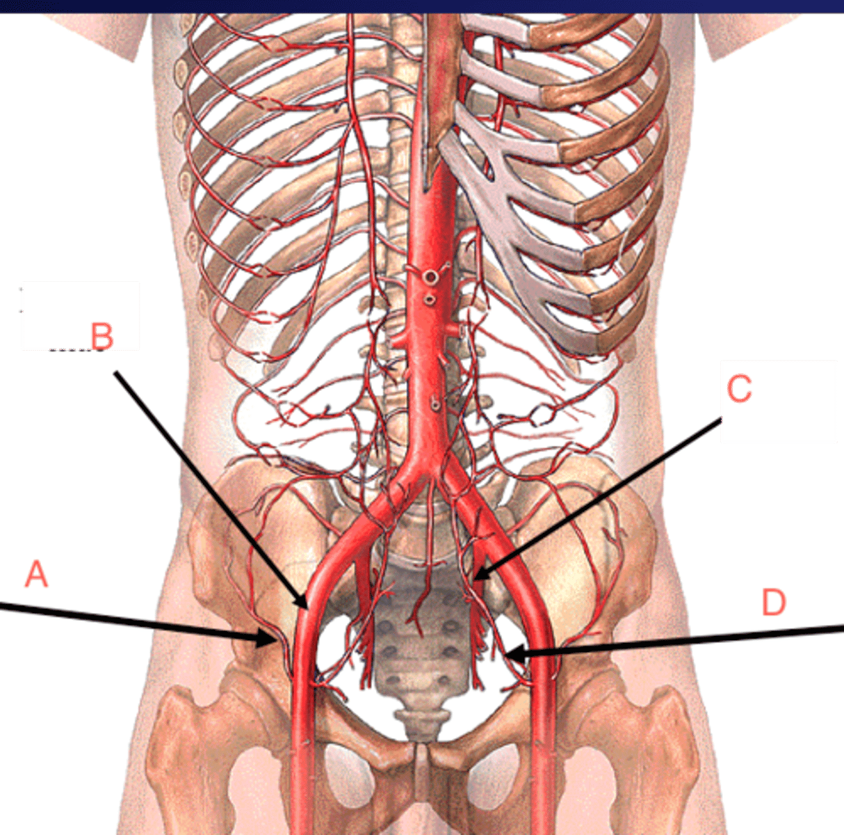 <p>A</p>
