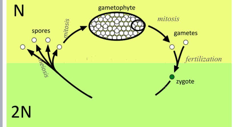 <p>Haploid-dominant Life Cycle </p>