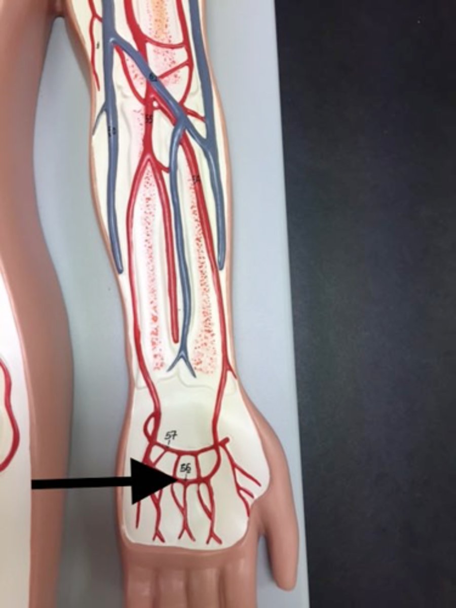 <p>Area supplied: Hand</p><p>Terminal branch: N/A</p><p>Relationship: Arches in the palm over the middle of the metacarpal bones to unite with a branch of the radial artery</p>