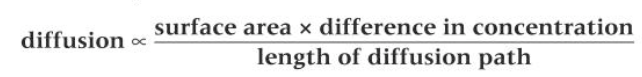 <p>surface area x diff. in conc. / length of diff. path</p>