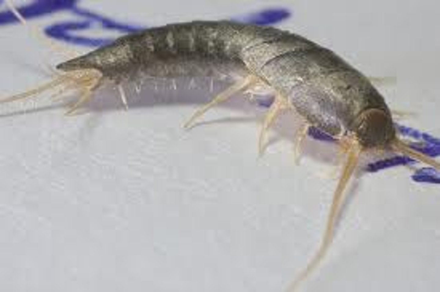 <p>Flat-ish compared to bristletails (silver gray ish)</p>