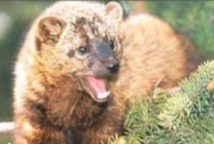 <p>Martes pennanti</p>