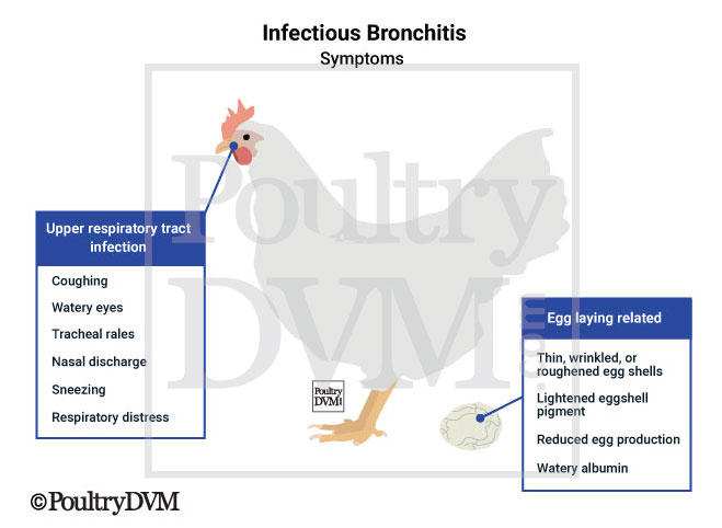 <p><strong>Infectious bronchitis in chicken</strong></p><p><strong>transmission</strong>: aerosol droplets, feces, contaminated equipment</p><p><strong>CS</strong>: very short incubation (18-48h), <span style="color: blue;"><span>resp. signs (sneezing, cough, tracheal rales), wet eyes, facial swelling, decr. egg production, poor egg shell quality, red. growth</span><em><span> </span></em></span><em>(all depends on severity, age, immune status of flock)</em></p><ul><li><p><span style="color: green;"><span>Some strains: cause kidney damage</span></span> → high mortality (economic loss)</p></li></ul><p><strong>Diagnosis</strong>: cannot rely on signs alone due to the similary to mild resp. forms of other resp. agents like Newcastle disease, mycoplasma.</p><ul><li><p>ELISA, HI - hemagglutination inhibition, virus isolation.</p></li></ul><p><strong>Treatment/Prevention</strong>: No treatment, although ATB may reduce mortality due to sec. infections, warmth. Vaccination.</p>
