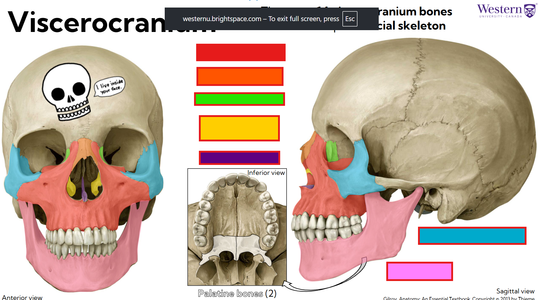 <p>Parts of the viscerocranium </p>
