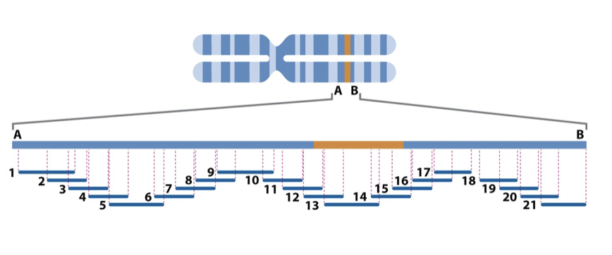 <ul><li><p class="Paragraph SCXO40021848 BCX4" style="text-align: left;"><span style="background-color: inherit; line-height: 19.55px; color: windowtext;"><span>Chromosomal DNA was initially fragmented into large pieces and cloned into vectors known as YACs (yeast artificial chromosomes)</span></span><span style="line-height: 19.55px; color: windowtext;"><span>&nbsp;</span></span></p></li><li><p class="Paragraph SCXO40021848 BCX4" style="text-align: left;"><span style="background-color: inherit; line-height: 19.55px; color: windowtext;"><span>The clones were then mapped in terms of their original chromosomal location by 2 major techniques</span></span><span style="line-height: 19.55px; color: windowtext;"><span>&nbsp;</span></span></p><ul><li><p class="Paragraph SCXO40021848 BCX4" style="text-align: left;"><span style="background-color: inherit; line-height: 19.55px; color: windowtext;"><span>FISH-type experiments</span></span><span style="line-height: 19.55px; color: windowtext;"><span>&nbsp;</span></span></p><ul><li><p class="Paragraph SCXO40021848 BCX4" style="text-align: left;"><span style="background-color: inherit; line-height: 19.55px; color: windowtext;"><span>Label specific sequences</span></span><span style="line-height: 19.55px; color: windowtext;"><span>&nbsp;</span></span></p></li><li><p class="Paragraph SCXO40021848 BCX4" style="text-align: left;"><span style="background-color: inherit; line-height: 19.55px; color: windowtext;"><span>Can be detected on both chromosome and fragments</span></span><span style="line-height: 19.55px; color: windowtext;"><span>&nbsp;</span></span></p></li><li><p class="Paragraph SCXO40021848 BCX4" style="text-align: left;"><span style="background-color: inherit; line-height: 19.55px; color: windowtext;"><span>Can thus be reordered</span></span><span style="line-height: 19.55px; color: windowtext;"><span>&nbsp;</span></span></p></li></ul></li><li><p class="Paragraph SCXO40021848 BCX4" style="text-align: left;"><span style="background-color: inherit; line-height: 19.55px; color: windowtext;"><span>PCR-based screening for STSs</span></span><span style="line-height: 19.55px; color: windowtext;"><span>&nbsp;</span></span></p><ul><li><p class="Paragraph SCXO40021848 BCX4" style="text-align: left;"><span style="background-color: inherit; line-height: 19.55px; color: windowtext;"><span>Bits have already been sequenced</span></span><span style="line-height: 19.55px; color: windowtext;"><span>&nbsp;</span></span></p></li><li><p class="Paragraph SCXO40021848 BCX4" style="text-align: left;"><span style="background-color: inherit; line-height: 19.55px; color: windowtext;"><span>Called sequence tagged sites</span></span><span style="line-height: 19.55px; color: windowtext;"><span>&nbsp;</span></span></p></li><li><p class="Paragraph SCXO40021848 BCX4" style="text-align: left;"><span style="background-color: inherit; line-height: 19.55px; color: windowtext;"><span>Use sequence to design a complimentary primer</span></span><span style="line-height: 19.55px; color: windowtext;"><span>&nbsp;</span></span></p></li><li><p class="Paragraph SCXO40021848 BCX4" style="text-align: left;"><span style="background-color: inherit; line-height: 19.55px; color: windowtext;"><span>One that is positive thus has the same sequence and comes from the same location</span></span><span style="line-height: 19.55px; color: windowtext;"><span>&nbsp;</span></span></p></li></ul></li></ul></li><li><p class="Paragraph SCXO40021848 BCX4" style="text-align: left;"><span style="background-color: inherit; line-height: 19.55px; color: windowtext;"><span>A series of overlapping clones whose chromosomal location had been mapped was thus generated and these were referred to as clone contigs</span></span><span style="line-height: 19.55px; color: windowtext;"><span>&nbsp;</span></span></p><ul><li><p class="Paragraph SCXO224475993 BCX4" style="text-align: left;"><span style="background-color: inherit; line-height: 19.55px; color: windowtext;"><span>No gaps</span></span><span style="line-height: 19.55px; color: windowtext;"><span>&nbsp;</span></span></p></li></ul></li></ul><p></p>