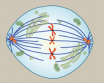 <p>chromosomes line up in the middle, each sister chromatid is attached to a spindle fiber</p>