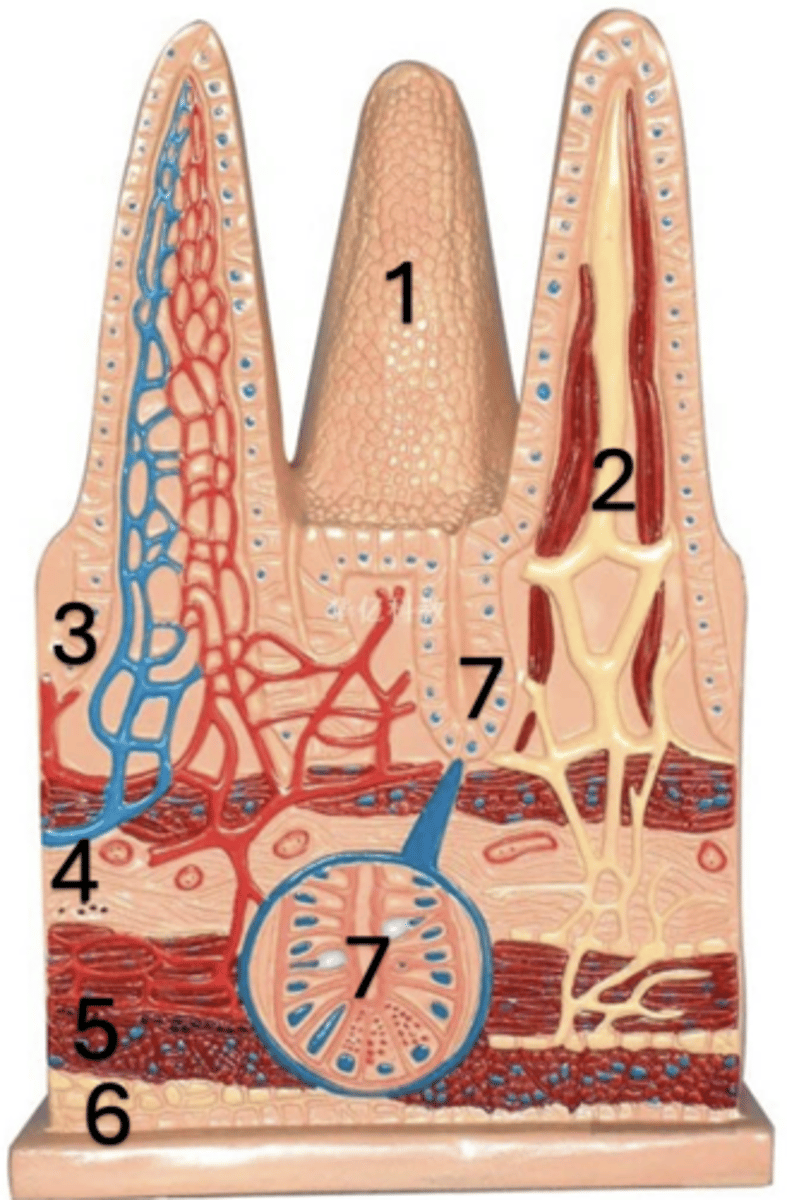 <p>(5)</p>