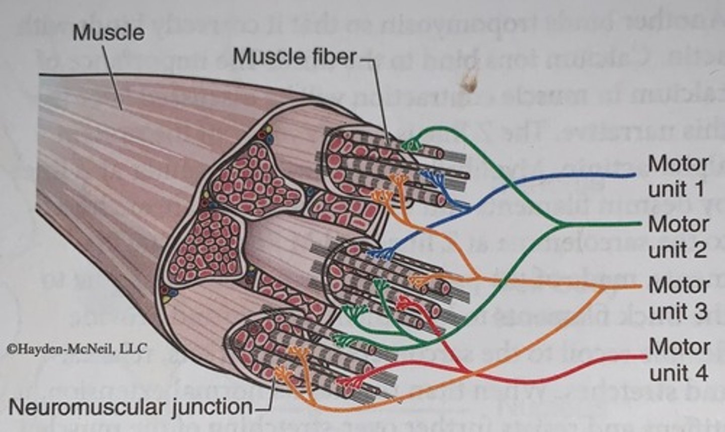 <p>four representative motor units are illustrated, each compromising a motor neuron and all the muscle fibers it innervates</p>