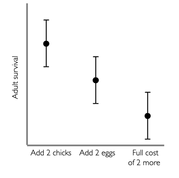 <p>Results:</p><ul><li><p>extra mortality is why females lay <strong>fewer</strong> eggs than predicted</p><ul><li><p><strong>Maximises lifetime reproductive success</strong></p></li></ul></li><li><p>Female fitness= (female survival to <strong>next</strong> breeding season) + (0.5 x no.offspring surviving to next season)</p><ul><li><p><em>only 0.5 relatedness to offspring</em></p></li></ul></li></ul><p></p>