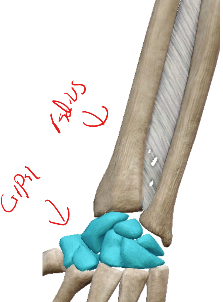 <p>Joint between radius and carpal bones, allows greater freedom of movement than a hinge joint, but less than a ball-and-socket joint</p>