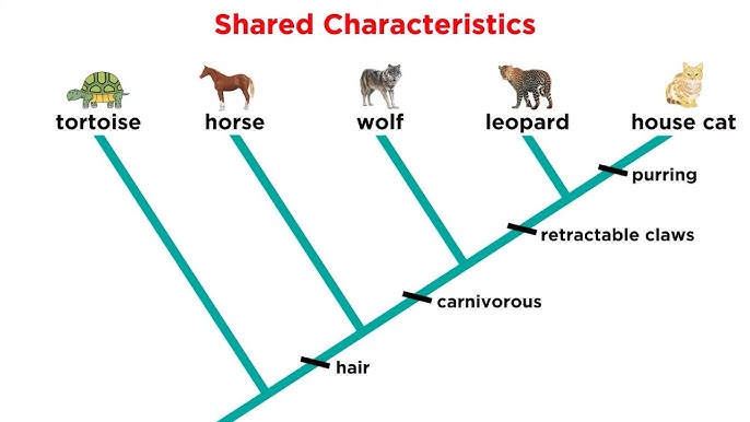<p>A tree-like diagram showing evolutionary relationships between organisms</p><p>DNA, RNA, and protein analysis: mutate over time, scientists use to see how species r related</p><p>shows which species more closely related</p>