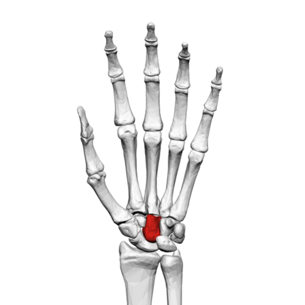 <p>What is the term of the bones highlighted in red?</p>