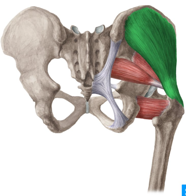 <p>origin(s): lateral surface of ilium</p><p>insertion(s): posterior surface of greater trochanter</p>