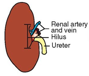 <p>Gross Anatomy of the Kidneys </p>