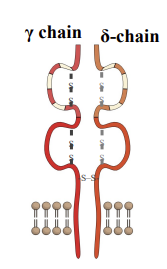 <ul><li><p>T cells that express γẟ(gamma delta) T cell receptor</p></li><li><p> derived from <em>separate gene loci</em> with fewer V gene segments</p></li><li><p>reflect <strong><em>reduced diversity of TCR specificity</em></strong></p></li><li><p> γẟ T cell recognition of bacterial-derived <strong><u>metabolites or lipids</u></strong> associated with MHC class I-<em>like </em>surface receptors confirmed in several studies</p></li></ul><p></p>