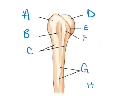 <p>label the diagram in order from A-H </p>