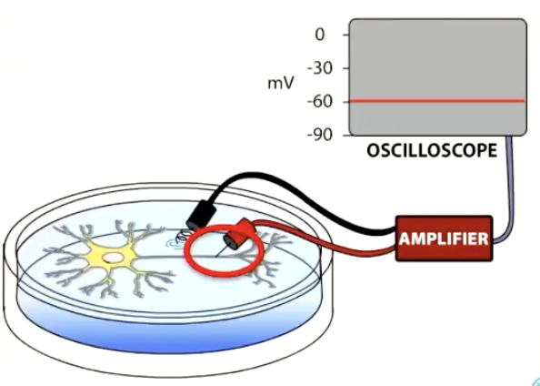 <ul><li><p>Voltage difference across excitable cell membrane at rest</p></li><li><p>Caused by uneven ion concentrations across membrane</p></li></ul><p></p>