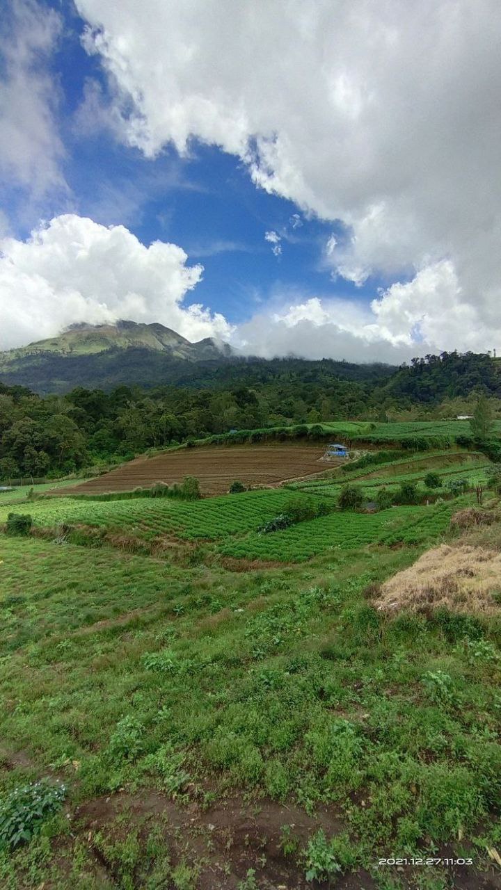 <p><em>Farm.</em></p>