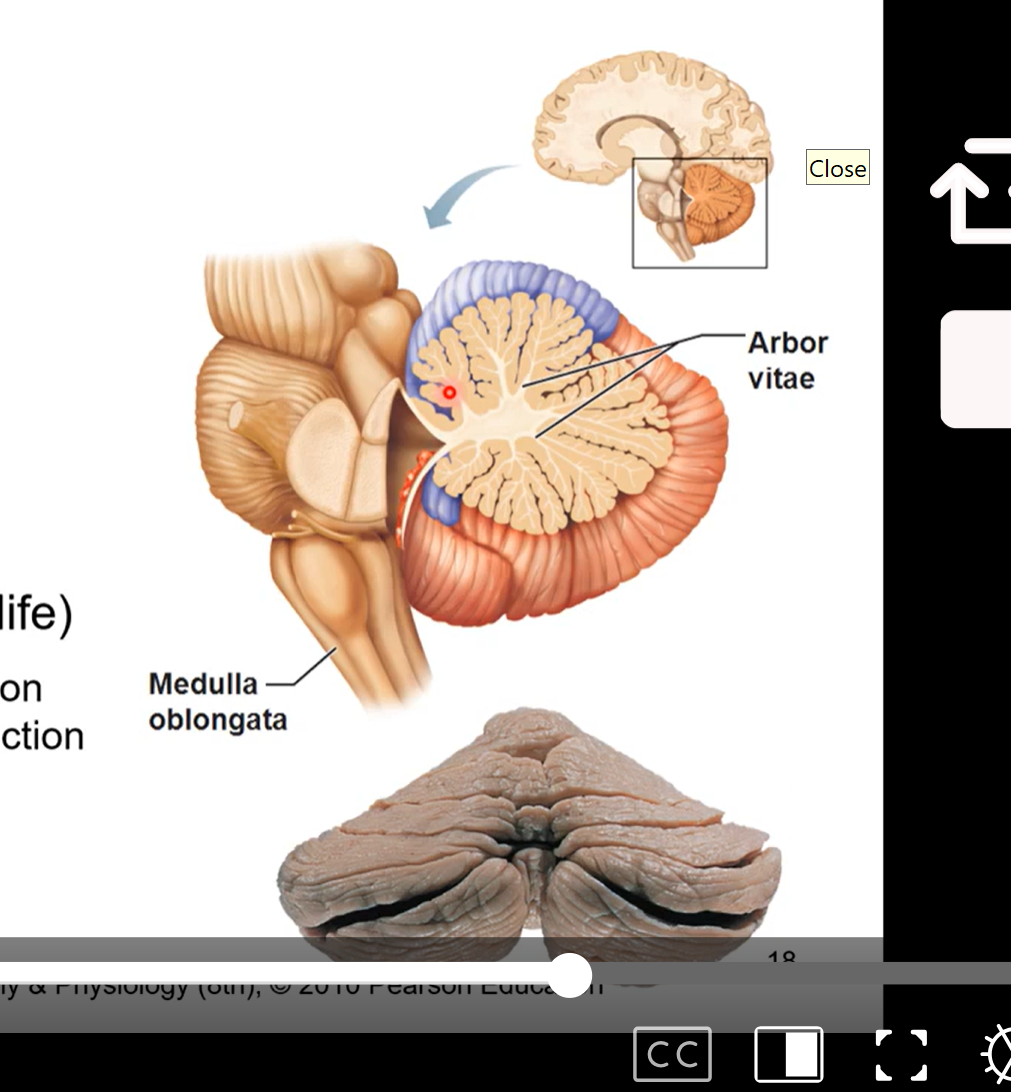 <ul><li><p>a mini brain</p></li><li><p>dorsal to pons and medulla oblongata</p></li><li><p>controls fine motor coordination </p><ul><li><p>fine tunes motion like throwing a ball or catching</p></li></ul></li><li><p>arbor vitae (tree of life)</p><ul><li><p>tree like configuration seen in a sagittal section of cerebellum</p></li><li><p>relays sensory information</p></li></ul></li><li><p>pic is sagittal section of cerebellum</p></li></ul><p></p>