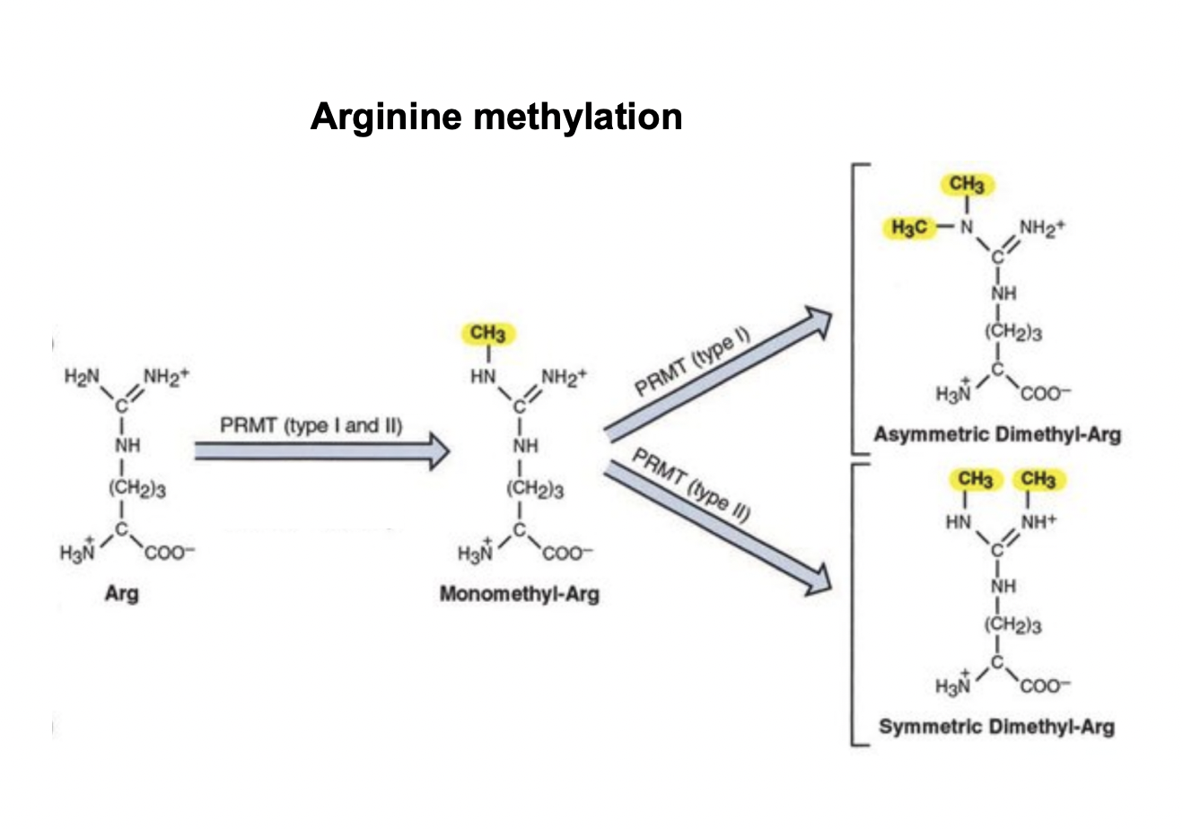 <ol><li><p>Acetylation→ lose charge and big</p></li><li><p>Methylation</p></li></ol><p></p>