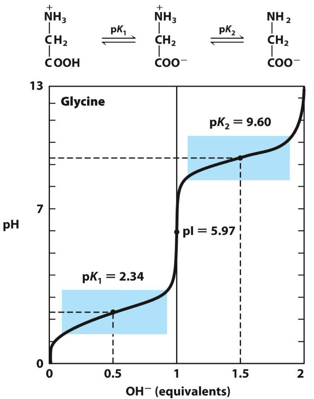 <p> deprotonation of carboxylic group with increasing pH→shows pKa(pH where unprotonated and protonated forms are equal in concentration)<br>Same for amino group, but pH for deprotonation is higher</p>