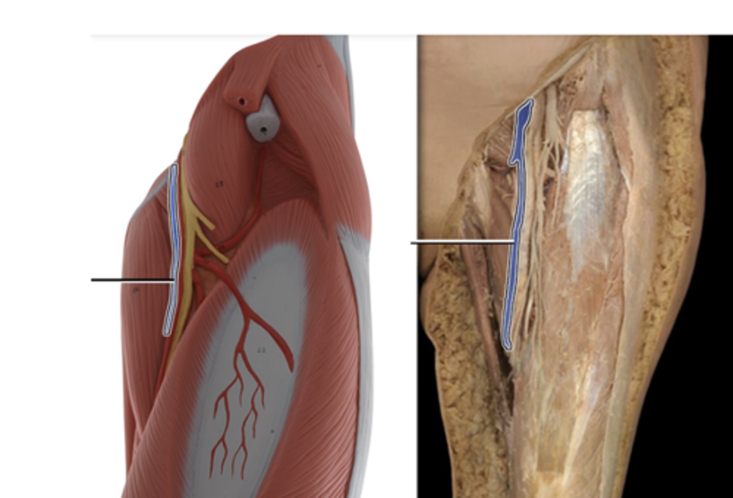 <p>drains lower limb and delivers blood to the external iliac vein</p>