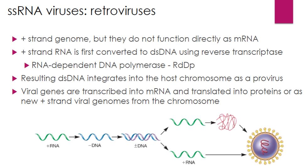 <p>-Retroviruses have positive-strand RNA genomes. However, their genomes do not function as mRNA (figure 18.50). Instead, retroviruses first convert their ssRNA genomes into dsDNA using a multifunctional enzyme called reverse transcriptase (RT). The dsDNA is then integrated into the host&apos;s DNA, where it can serve as a template for mRNA synthesis and synthesis of the positive-strand RNA genome. The host cell&apos;s DNA- dependent RNA polymerase catalyzes both of these processes.</p><p>-Image below Multiplication Strategy of Retroviruses. Retroviruses have a positive-strand RNA genome that is first converted into dsDNA by the enzyme reverse transcriptase. The viral dsDNA integrates into the host chromosome, where it serves as the template for synthesis of viral mRNA and viral genomes. Both are synthesized using the host cell&apos;s DNA-dependent RNA polymerase.</p>