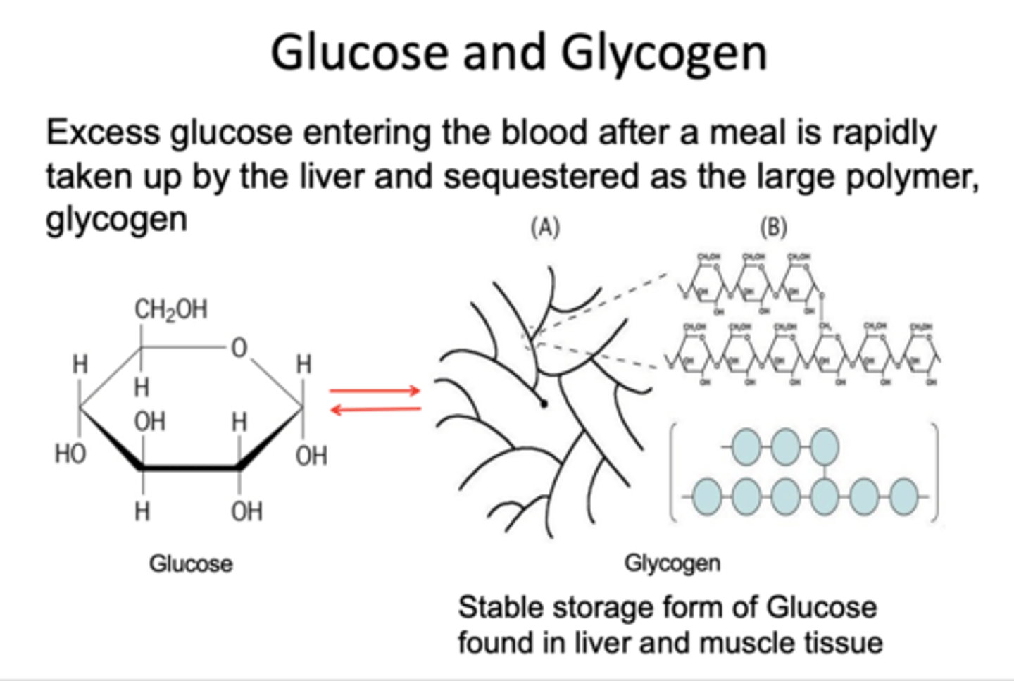 <p>liver</p>