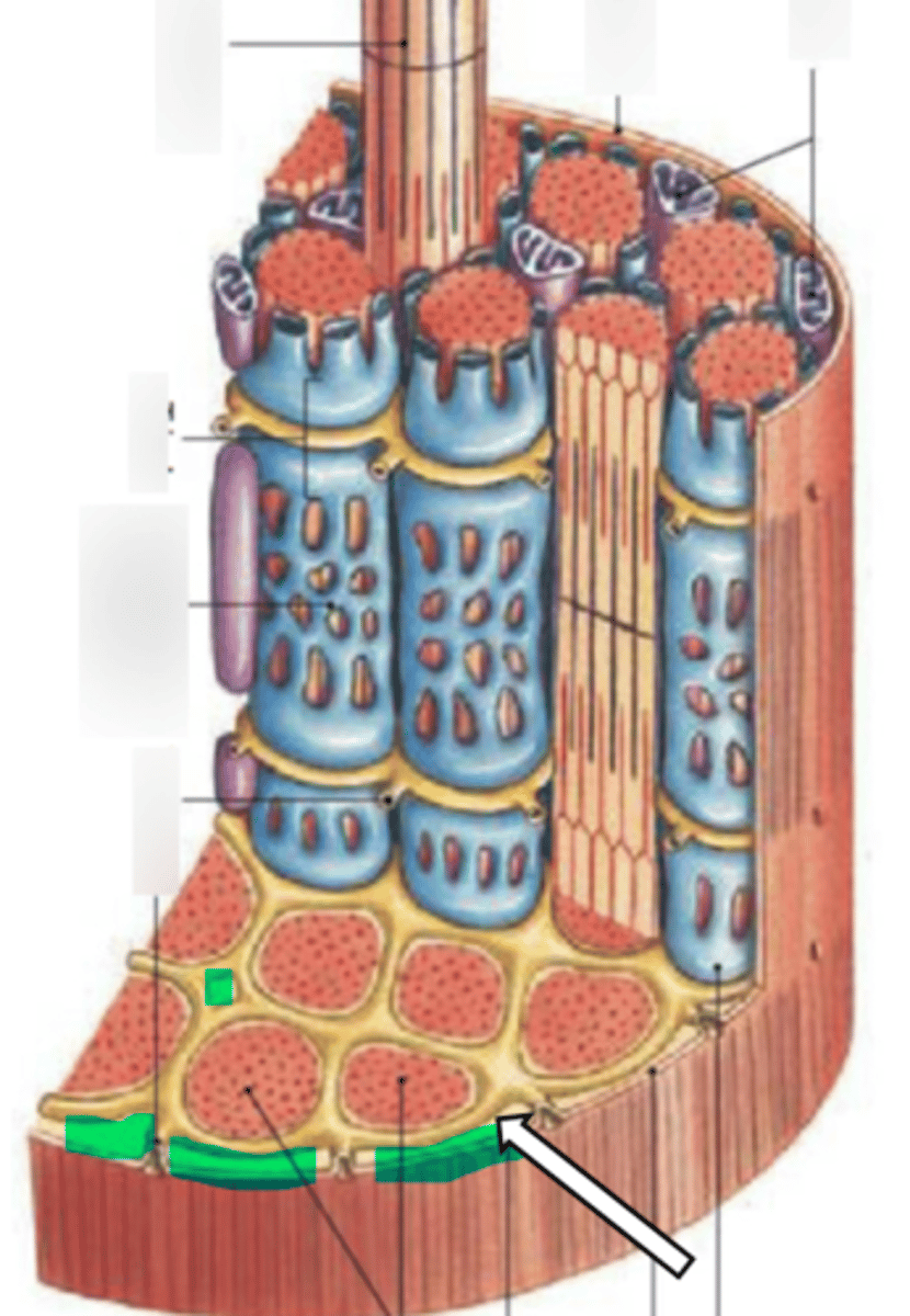 <p>name the structure</p>