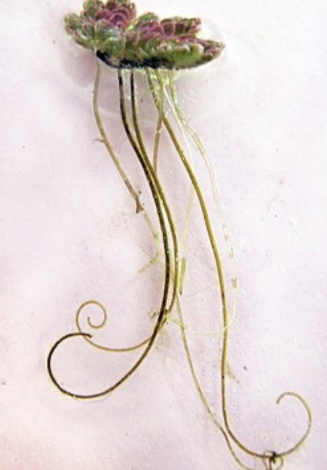 <ol><li><p>Fan shaped, two lobed leaves; floating</p></li><li><p>Roots pendant and stems forked; submerged</p></li><li><p>Heterosporous</p></li></ol>