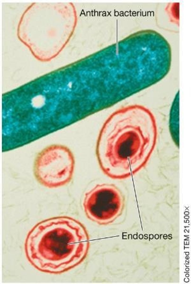 <p>Endospores are durable structures produced by some bacteria that help them survive in extreme environmental conditions.</p>