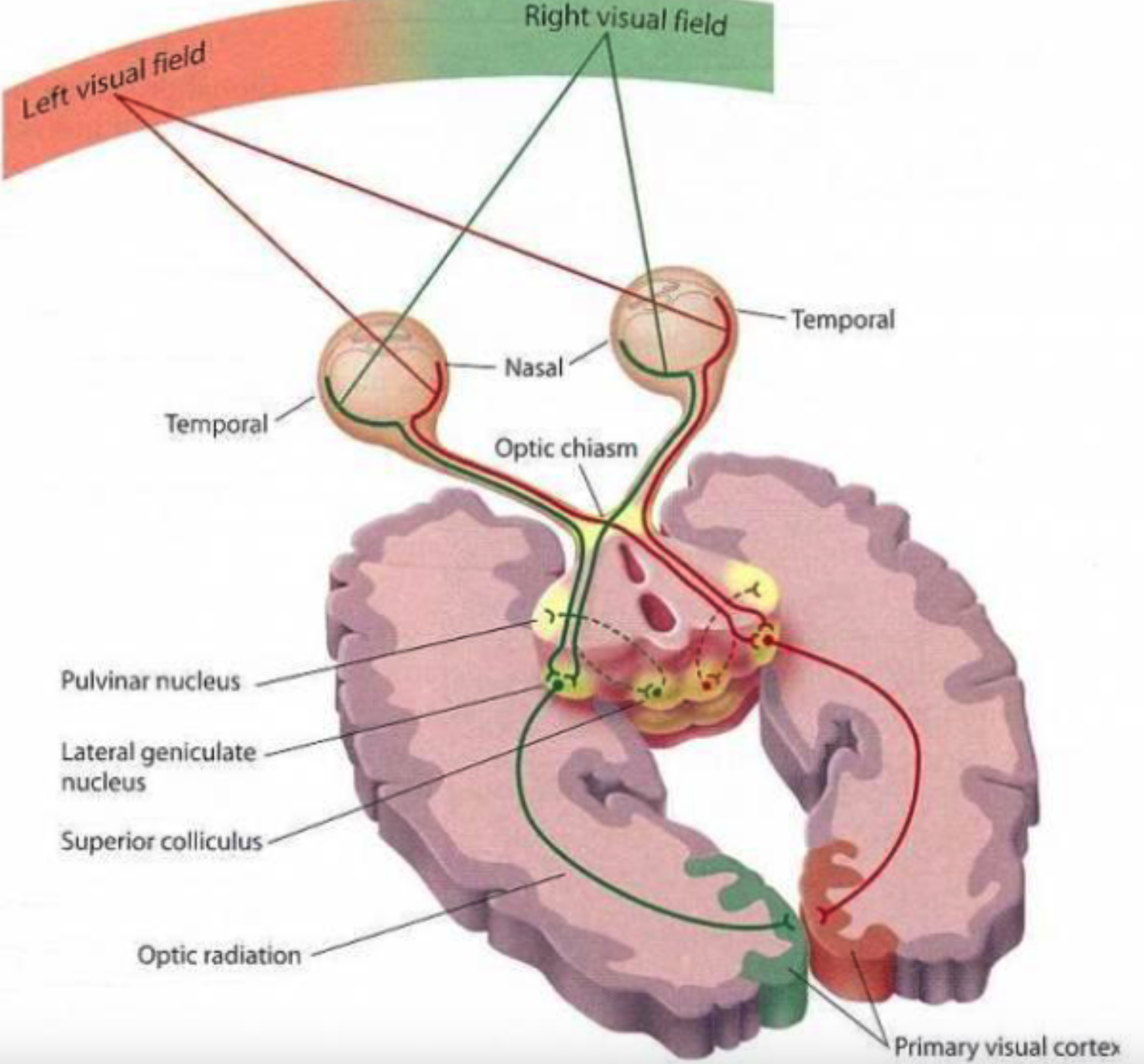 <p>visual pathway associated with the spatial location of objects and is <strong>unconscious</strong></p>