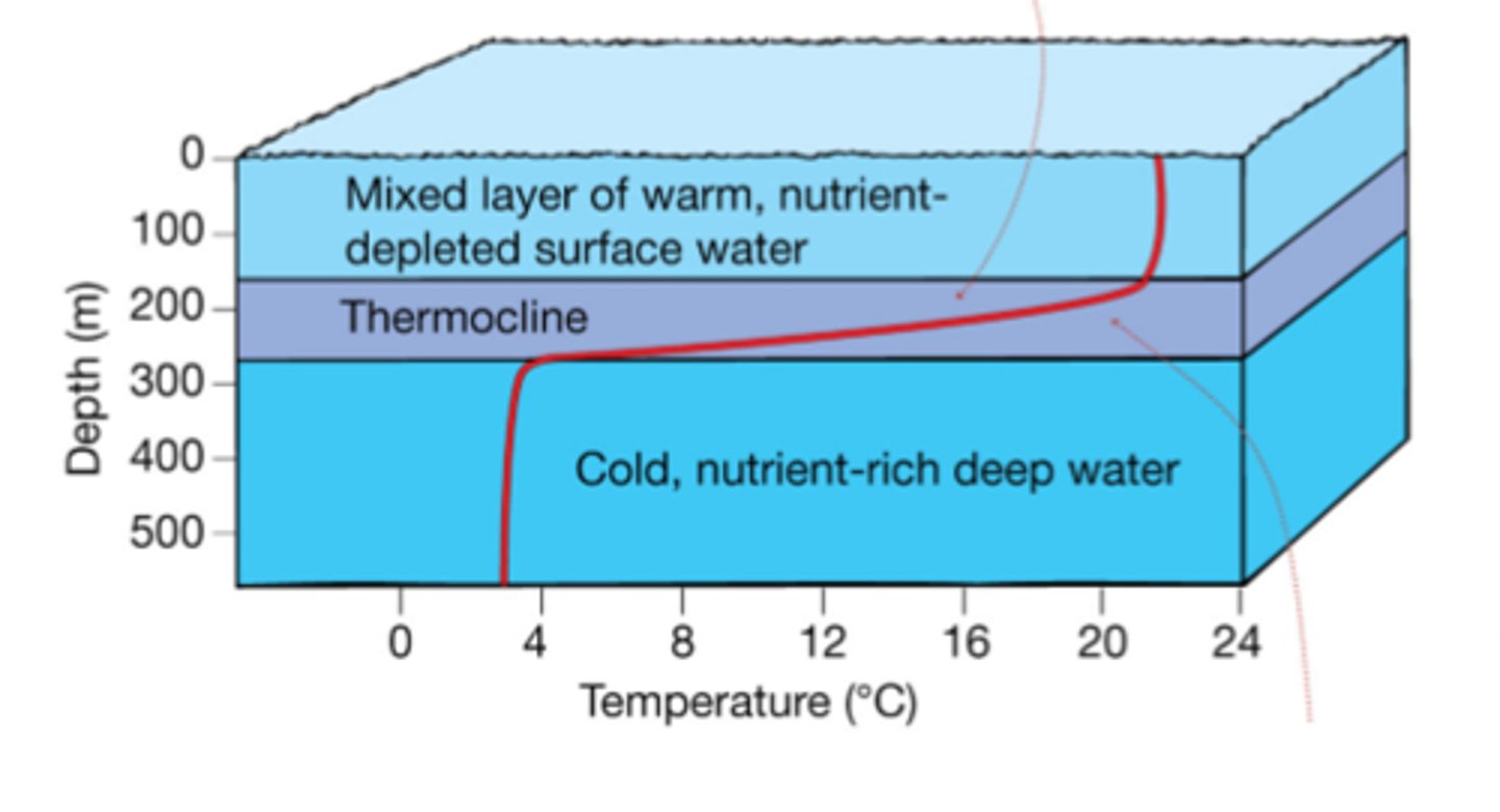 <p>- Solar radiation is high but nutrients are low</p><p>- Mixing between nutrient poor surface waters and nutrient rich deeper waters is inhibited because of the permanent deep thermocline</p><p>- The upper portion of the surface is well mixed from winds with a fairy uniform temperature, but ekman's transport spiral doesn't go much deeper than ~100 meters, so the water below has differnt temperatures and densities that prevent mixing</p><p>- Productivity proceeds at a steady but low rate</p><p>- Exceptions are areas of equitorail upwelling, coastal upwelling, and coral reef ecosystems</p><p>- If water is shallow enough, a 'chlorophyll maximum; may form where in the chlorophyll reaches a peak right at the thermocline because there is the best balance of light and nutrients</p>
