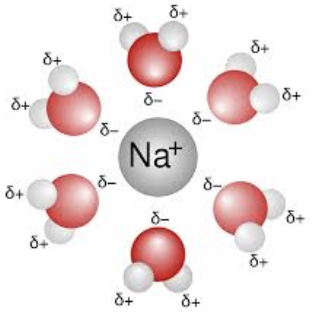 <p>Electrostatic attractions between an ion and a polar molecule, where the oppositely charged ends of the ion and the dipole are attracted to each other</p>