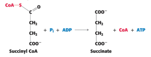<p>DEFINE: Step 5</p>