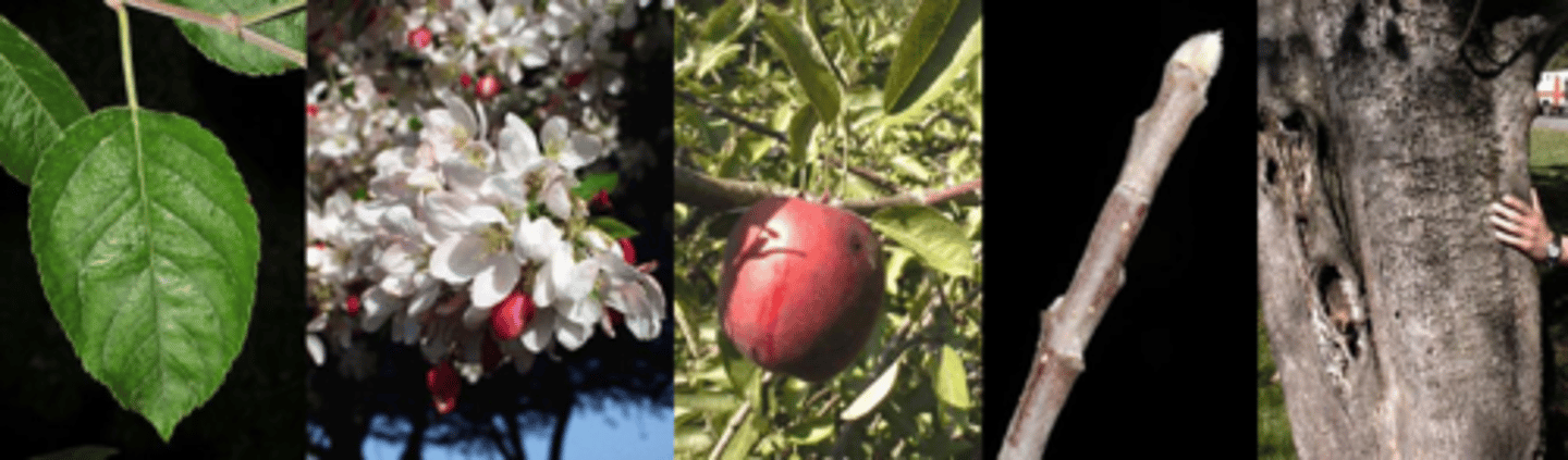 <p>Leaves: alternate, simple, elliptical to ovate, 1½ - 3”, pinnately veined, finely serrated, sometimes borne on spur shoots, green above and paler, white pubescent below and on the petiole. </p><p>Flowers: perfect, showy, may be white to red in color, with 5 petals for each flower; appear in the spring, usually in umbels. </p><p>Fruit: Pomes of various sizes and color (cultivar dependent) ranging from yellow to red when ripe in the fall. Often large and tough.</p><p>Twigs: Moderate in thickness, brown to gray, rapid growth usually gray hairy, generally many spur shoots; buds plump ovate, gray hairy. </p><p>Bark: Variable, generally smooth when young, later thin and scaly. </p><p>Form/Silvics: Generally poor, with twisted trunks and low branching; spur shoots are prominent. When unpruned, numerous sucker shoots form along trunk and in crown. Looks like: Callery pear, common pear, hawthorn</p>